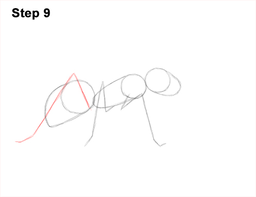 Draw Carpenter Ant 9 How to Draw Carpenter Pavement House Ant Insect Bug 9