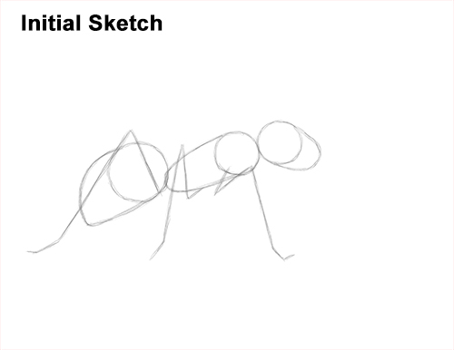 Draw Carpenter Ant Guide Lines How to Draw Carpenter Pavement House Ant Insect Bug Guidelines