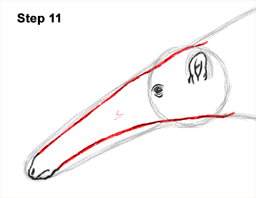 Draw Giant Anteater 11