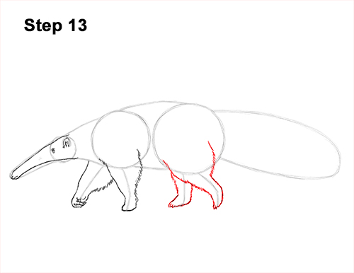 Draw Giant Anteater 13