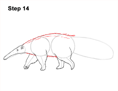 Draw Giant Anteater 14