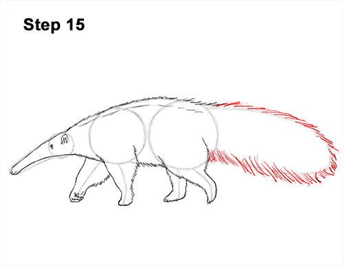 Anteater Drawing 15 Draw Giant Anteater 15