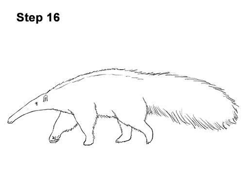 Anteater Drawing 16 Draw Giant Anteater 16