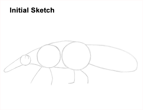 Draw Giant Anteater Initial Sketch