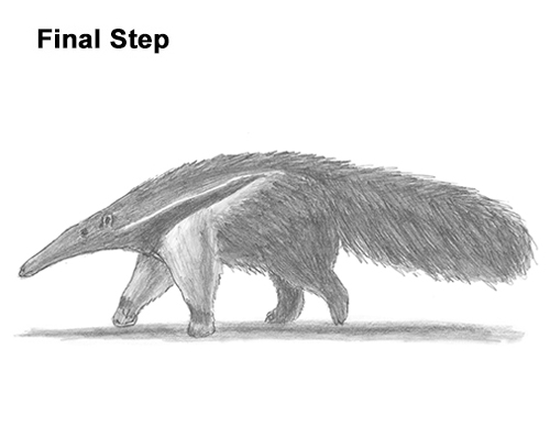 Anteater Drawing Draw Giant Anteater