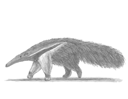 How to Draw a Giant Anteater