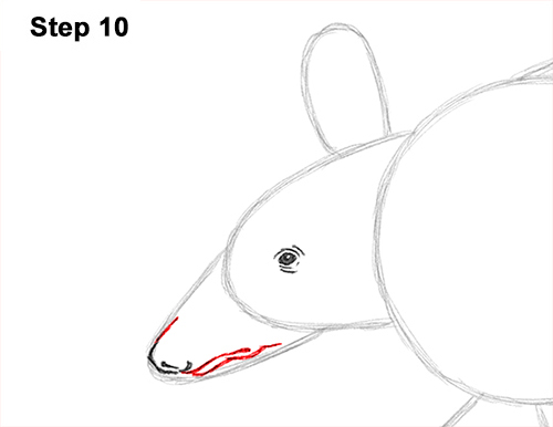 Draw Armadillo 10