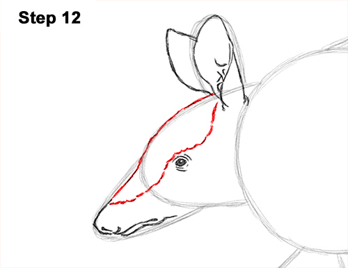 Draw Armadillo 12