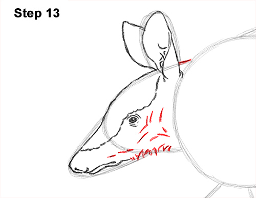 Draw Armadillo 13