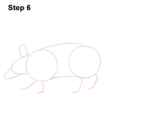 Armadillo Drawing 6 Draw Armadillo 6