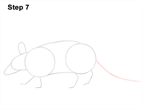 Armadillo Drawing 7 Draw Armadillo 7