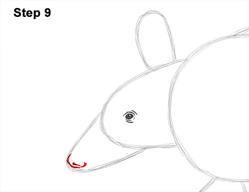 Armadillo Drawing 9 Draw Armadillo 9