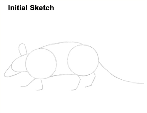 Armadillo Drawing Sketch Draw Armadillo Sketch