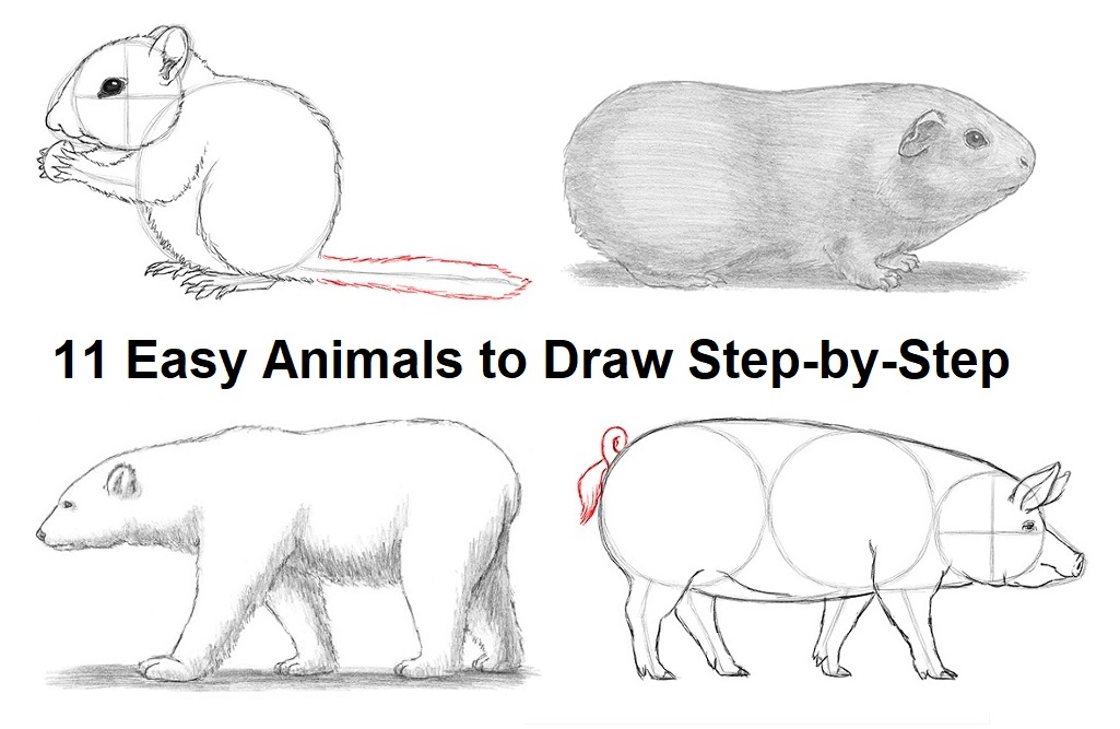 Easy Animal Drawing Tutorials