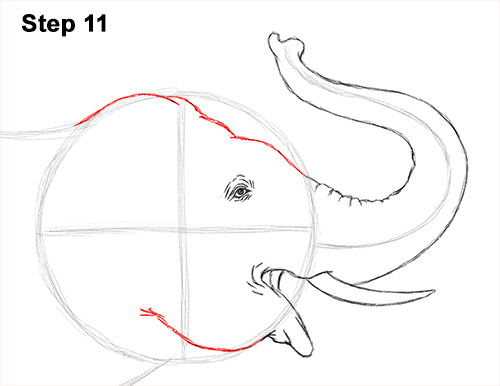 Asian Elephant Drawing 11 Draw Asian Elephant 11