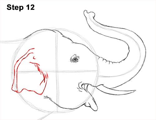 Asian Elephant Drawing 12 Draw Asian Elephant 12
