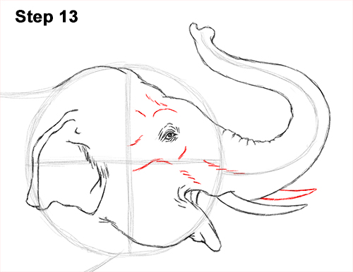 Asian Elephant Drawing 13 Draw Asian Elephant 13