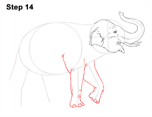 Asian Elephant Drawing 14 Draw Asian Elephant 14