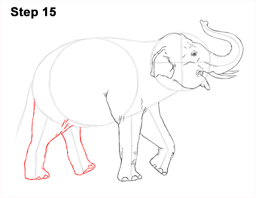 Asian Elephant Drawing 15 Draw Asian Elephant 15