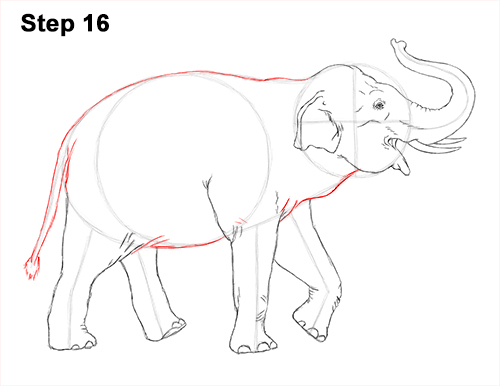 Asian Elephant Drawing 16 Draw Asian Elephant 16