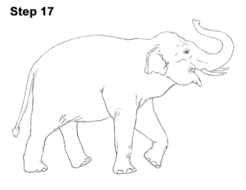 Asian Elephant Drawing 17 Draw Asian Elephant 17