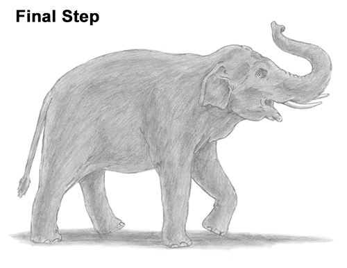 Asian Elephant Drawing Draw Asian Elephant