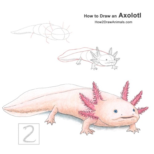 Axolotl Drawing Drawing an Axolotl
