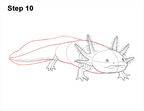 Axolotl Detail Step 10 How to Draw an Axolotl Salamander 10