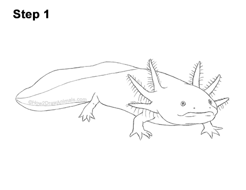 Axolotl Detail Step 11 How to Draw an Axolotl Salamander 11