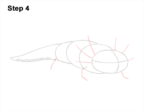 Axolotl Guide Step 4 How to Draw an Axolotl Salamander 4
