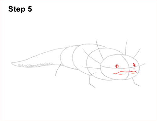 Axolotl Detail Step 5 How to Draw an Axolotl Salamander 5