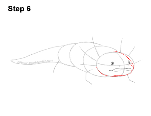 Axolotl Detail Step 6 How to Draw an Axolotl Salamander 6