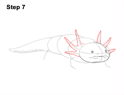 Axolotl Detail Step 7 How to Draw an Axolotl Salamander 7