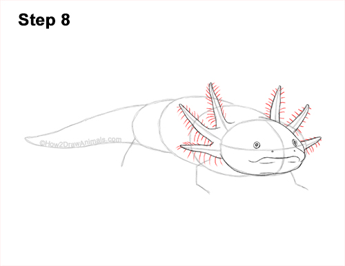 Axolotl Detail Step 8 How to Draw an Axolotl Salamander 8