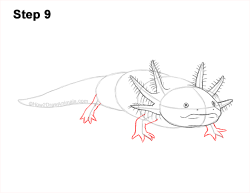 Axolotl Detail Step 9 How to Draw an Axolotl Salamander 9