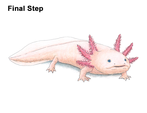Axolotl Final Colored Image How to Draw an Axolotl Salamander Color