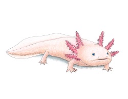 How to Draw an Axolotl Salamander Color