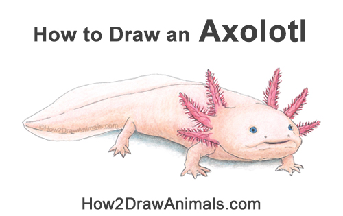 Complete Axolotl Artwork How to Draw an Axolotl Salamander Pink