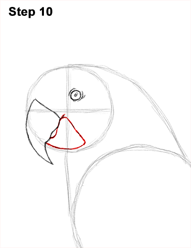 Blue and Yellow Macaw Drawing 10 Draw Blue Gold Macaw Bird 10