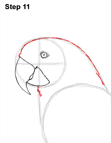 Blue and Yellow Macaw Drawing 11 Draw Blue Gold Macaw Bird 11