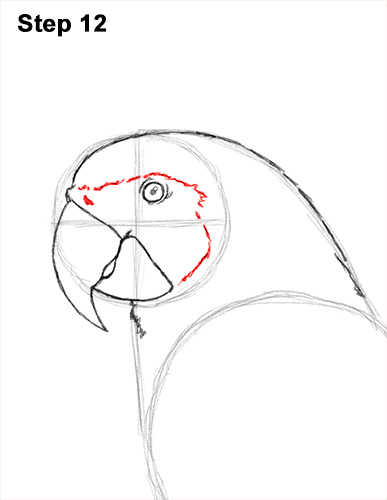 Blue and Yellow Macaw Drawing 12 Draw Blue Gold Macaw Bird 12