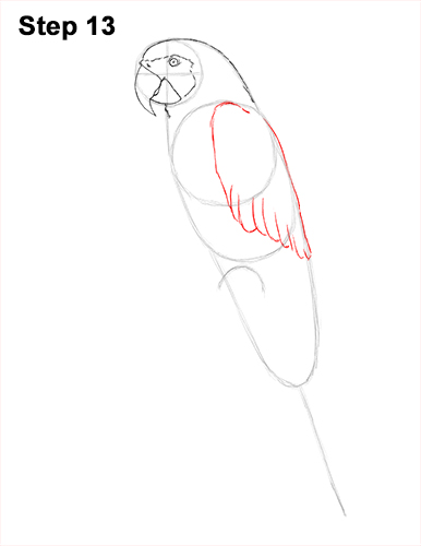 Blue and Yellow Macaw Drawing 13 Draw Blue Gold Macaw Bird 13