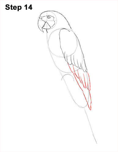 Blue and Yellow Macaw Drawing 14 Draw Blue Gold Macaw Bird 14