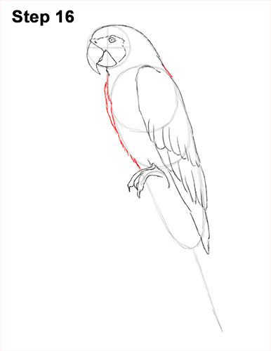 Draw Blue Gold Macaw Bird 16