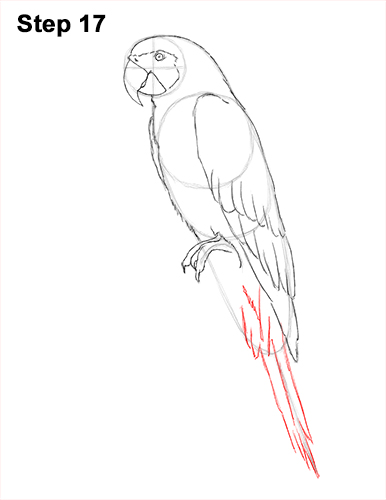 Draw Blue Gold Macaw Bird 17