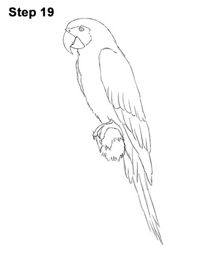 Draw Blue Gold Macaw Bird 19