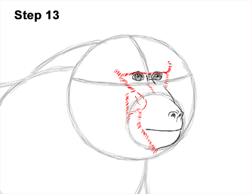 Draw an Olive Baboon Side 13 How to Draw an Olive Chacma Baboon Monkey Walking 13