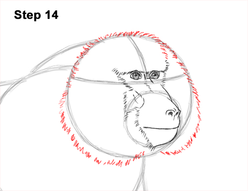 Draw an Olive Baboon Side 14 How to Draw an Olive Chacma Baboon Monkey Walking 14