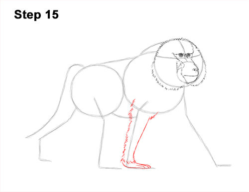 How to Draw an Olive Chacma Baboon Monkey Walking 15
