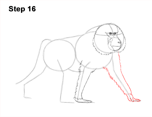 How to Draw an Olive Chacma Baboon Monkey Walking 16